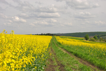 Obraz premium Winding dirt road through a vibrant yellow rapeseed field