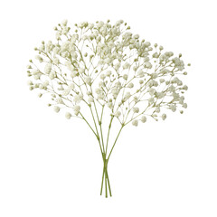 Fototapeta premium PNG Delicate white baby's breath bouquet.
