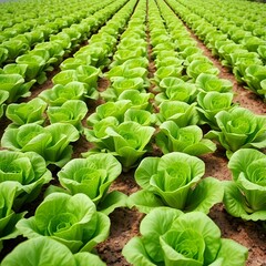 A field of lettuce growing in neat rows.