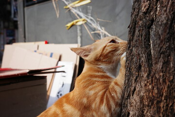 Orange tabby cat rubbing face against tree trunk outdoors. Domestic feline with striped fur enjoying sunlight in urban yard, closeup profile with natural texture and shallow depth of field.
