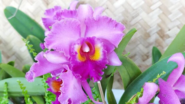 Isolated delicate purple orchid blossom 