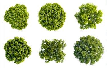 Six top-down views of vibrant green shrubbery isolated on a bright white background