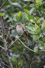 Obraz premium Yellow-vented Bulbul (Pycnonotus goiavier) perched on a tree branch in its natural tropical woodland habitat. The image highlights the bird’s soft brown plumage and characteristic facial markings,