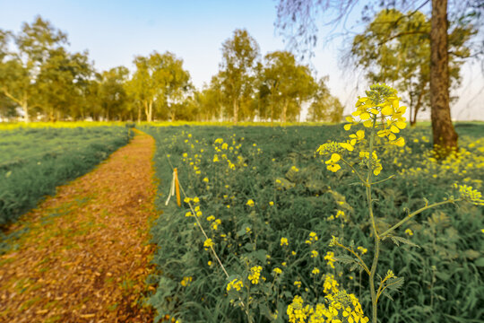 Wildflowers and footpath, in Eucalyptus grove, Jezreel Valley