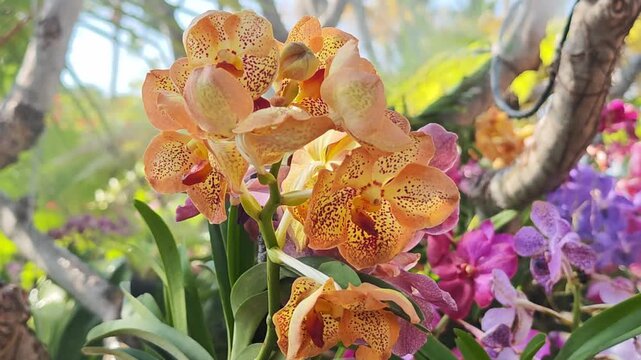 Isolated delicate purple orchid blossom 