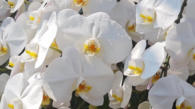 Isolated delicate purple orchid blossom 