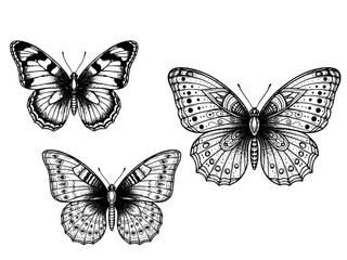 Obraz premium Butterfly ornate engraving illustration vintage tattoo art