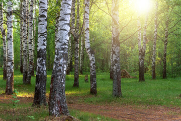 Obraz premium Sunrise in a summer forest with sunrays.