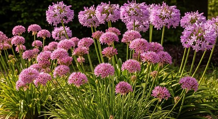 Obraz premium Many clusters of blooming pink allium flowers grow densely in the garden.