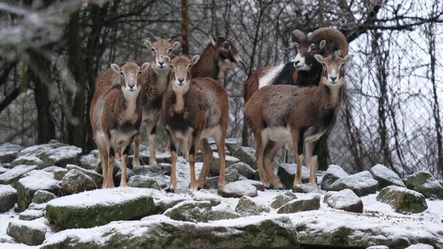 Herd Of Mountain Sheep And Rams In A Zoo On A Stony Hill In Winter