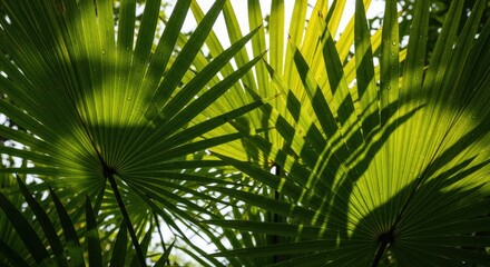 Vibrant Green Palm Leaves Background with Sunlit Shadow Patterns and Water Droplets, Creating a Dynamic Tropical Texture
