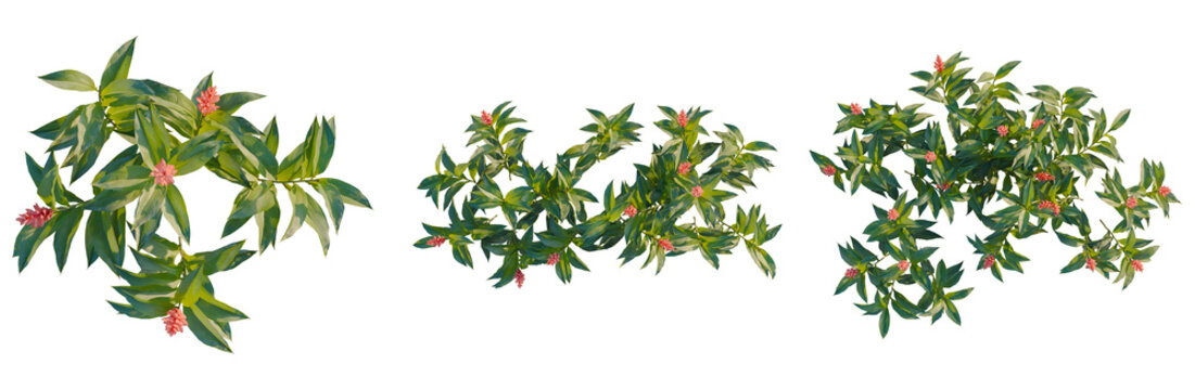 Alpinia purpurata tree plan, top view, cutout, transparent background, isolate, Vibrant Red Flowers Blooming on Lush Green Branches, Close-up Botanical Beauty