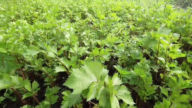 Fresh Green Celery Plantation Growing in Organic Farm Garden