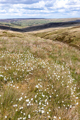 Obraz premium Tussock cotton grass (Eriophorum vaginatum L.) growing on the North Pennines National Landscape (a UNESCO Global Geopark) near Coalcleugh, Northumberland, England UK