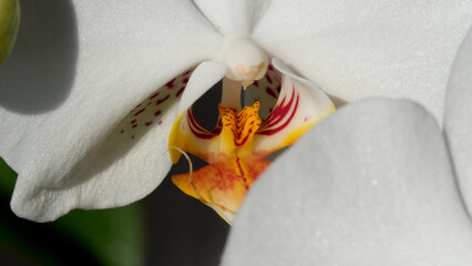 Delicate white orchid blooms under gentle sunlight in a garden setting