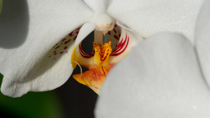 Yellow center of a white orchid blooms in sunlight