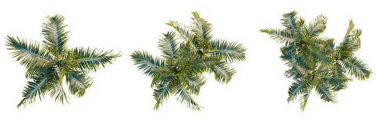 Fototapeta premium Archontophoenix alexandrae tree plan, top view, cutout, transparent background, isolate, Delicate Fern Branch with Intricate Details - Perfect for Botanical and Nature Designs