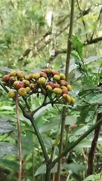 fruit from the Sulangkar or Red Girang plant (Leea indica).