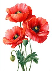 Obraz premium Watercolor illustration of vibrant red poppies with yellow centers and green foliage
