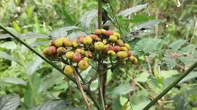 fruit from the Sulangkar or Red Girang plant (Leea indica).