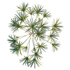 Cyperus alternifolius tree plan, top view, cutout, transparent background, isolate, Delicate fern leaves with soft shadows, a nature study for botanical design and art.