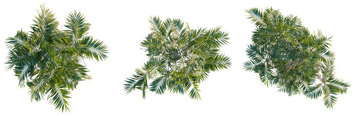 Obraz premium Chamaedorea costaricana tree plan, top view, cutout, transparent background, isolate, Detailed Green Palm Tree Branch with Vibrant Leaves - Nature Stock Photography