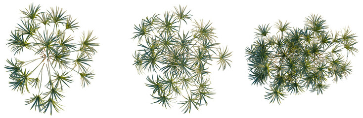 Cyperus alternifolius tree plan, top view, cutout, transparent background, isolate, Delicate fern branch with intricate leaf details, perfect for nature-inspired designs and backgrounds.