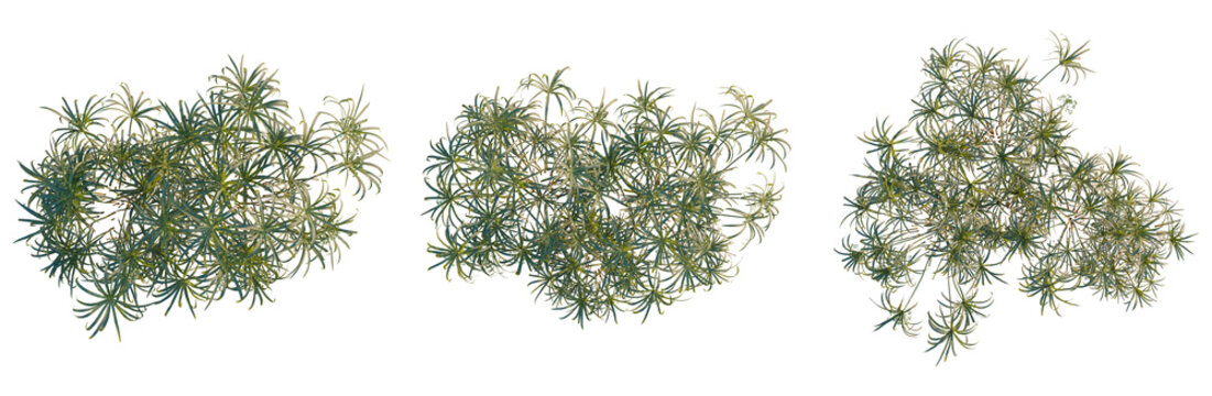 Cyperus alternifolius tree plan, top view, cutout, transparent background, isolate, Delicate fern fronds close-up, detailed botanical texture, natural green hues, leaf pattern