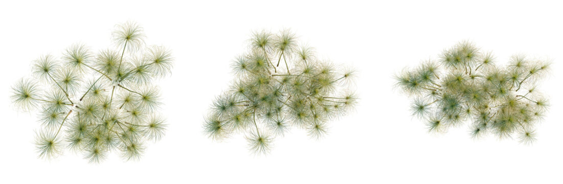 Cyperus papyrus tree plan, top view, cutout, transparent background, isolate, Delicate fern fronds, detailed macro photography, botanical textures, natural elements, artistic