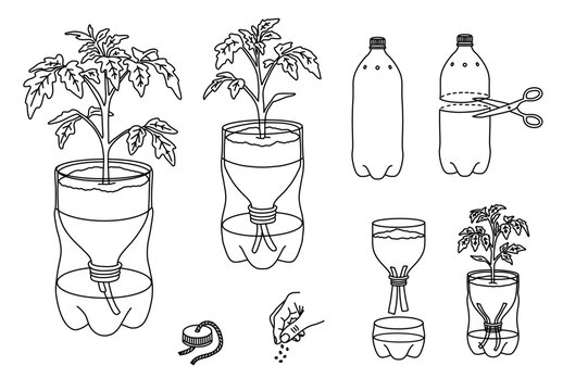 Self watering plastic bottle planter DIY tutorial doodle set with tomato plant featuring garden upcycle line art instruction