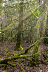  Gomera Lorbeerwald mit Lorbeertaube