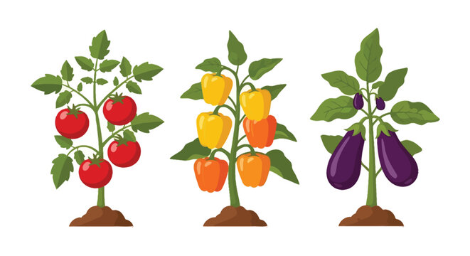 Colorful illustration depicting tomato pepper and eggplant plants with produce