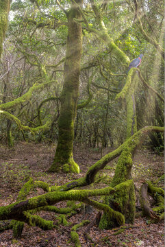  Gomera Lorbeerwald mit Lorbeertaube