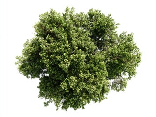 Obraz premium Top-down view of a dense, green leafy tree against a bright white background
