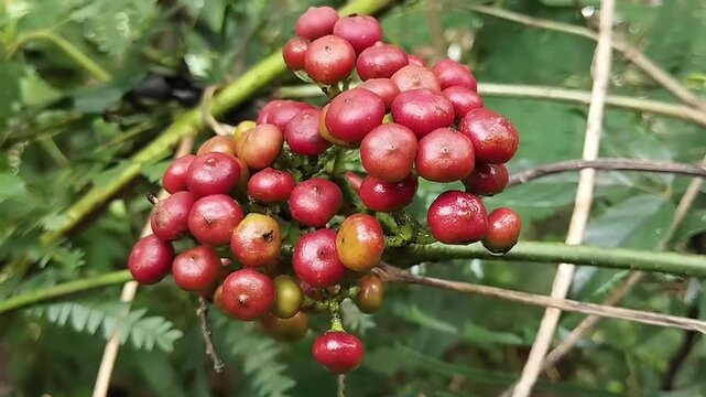 fruit from the Sulangkar or Red Girang plant (Leea indica).