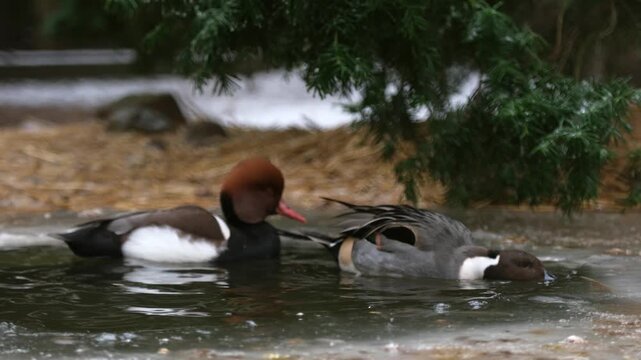 Wild Ducks, Including Red-Crested Pochard And Northern Pintail, Swimming In Icy Winter Water