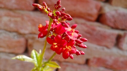 Red flowers jatropha integerrima plant