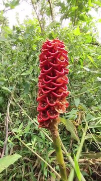 Zingiber spectabile is a species of true ginger, native to Maritime Southeast Asia