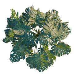 Monstera deliciosa tree plan, top view, cutout, transparent background, isolate, Monstera deliciosa leaves, tropical plant, aerial roots, natural beauty, close up, vibrant green, detailed texture © KP Stock