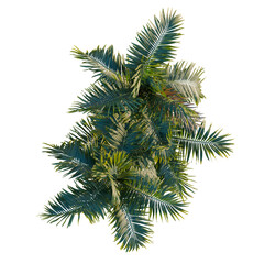 Obraz premium Ptychosperma macarthurii tree plan, top view, cutout, transparent background, isolate, Detailed close-up view of a lush green fern plant with intricate leaf textures and vibrant color.