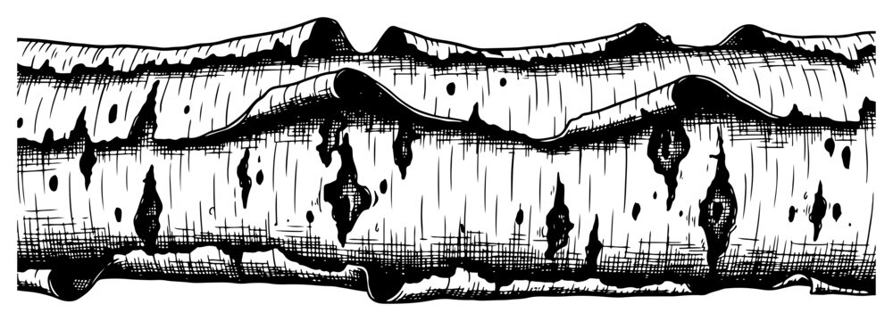Detailed hand drawn horizontal border of birch tree bark with peeling texture