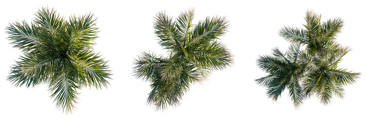 Rhopalostylis baueri tree plan, top view, cutout, transparent background, isolate, Detailed palm tree leaf close-up, intricate texture and vibrant green color, nature photography © KP Stock