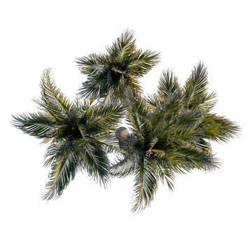 Rhopalostylis sapida tree plan, top view, cutout, transparent background, isolate, Detailed aerial view of lush green rainforest canopy, vibrant ecosystem, nature's beauty