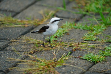Fototapeta premium Masked water tyrant (Fluvicola nengeta) Tyrannidae family. Fortaleza Ceará, Brazil.
