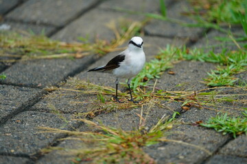 Fototapeta premium Masked water tyrant (Fluvicola nengeta) Tyrannidae family. Fortaleza Ceará, Brazil.