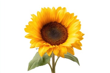 Obraz premium Vibrant yellow sunflower with dark center against white