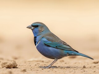 Naklejka premium Small blue bird standing on sandy ground with blur background