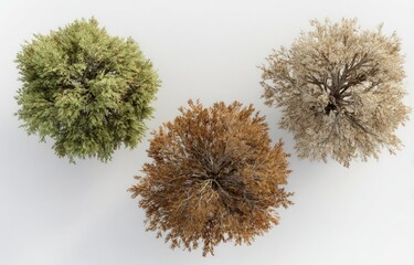 Overhead shot of three diverse small trees on a plain white surface
