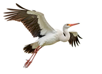 Fototapeta premium Majestic Stork in Mid-Flight Overhead
