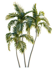 Obraz premium Archontophoenix alexandrae tree, elevation, front view, cutout, transparent background, isolate, Elegant tall trees with smooth trunks, a vibrant green foliage, perfect for nature background